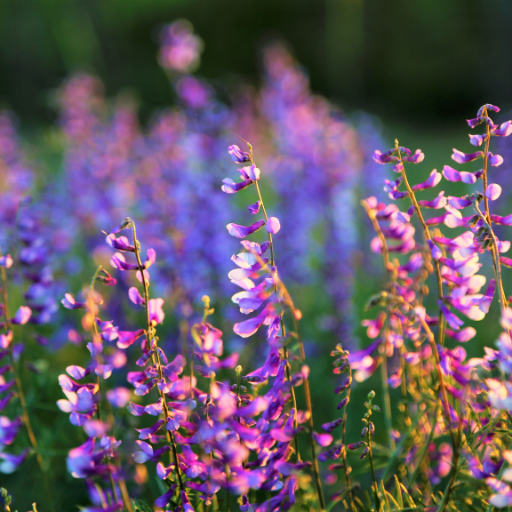 flowers in purple